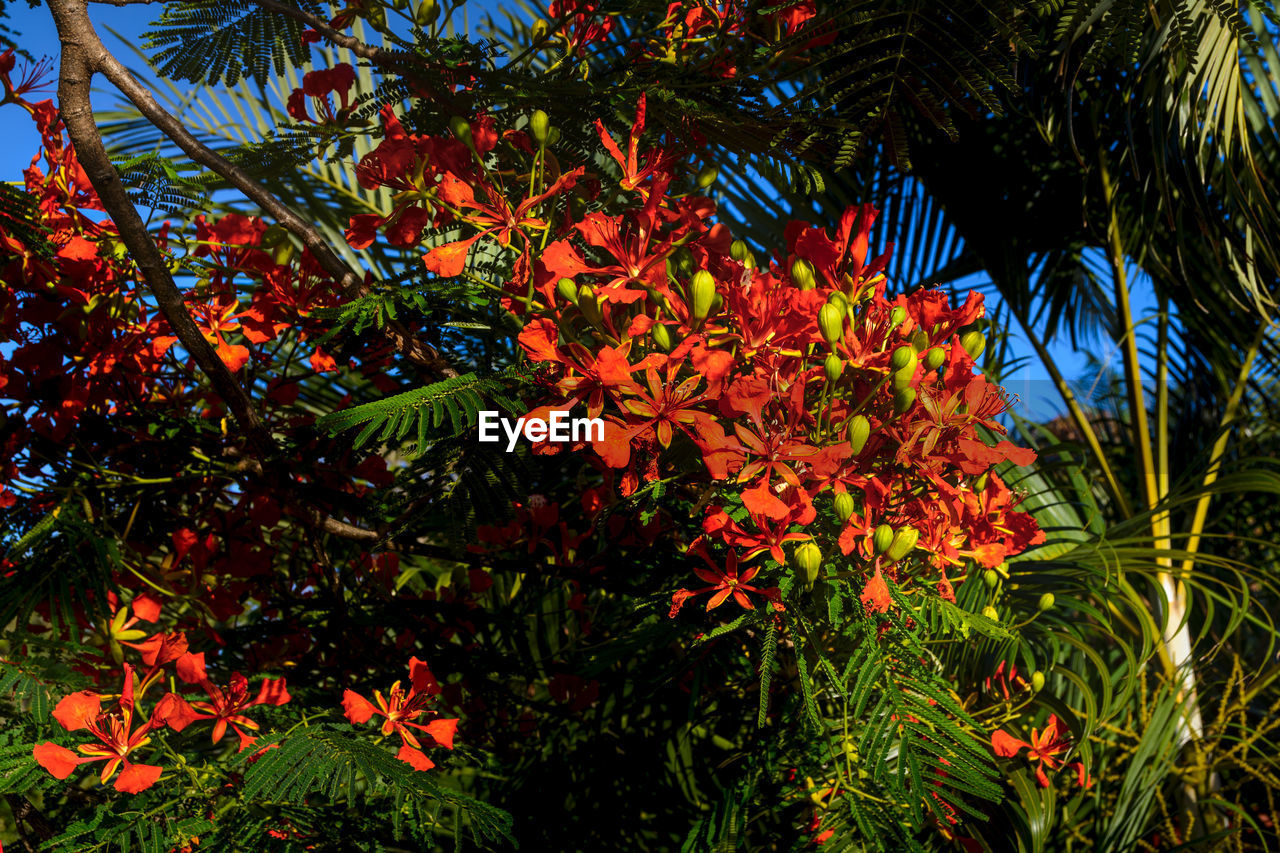 CLOSE-UP OF RED FLOWERING TREE