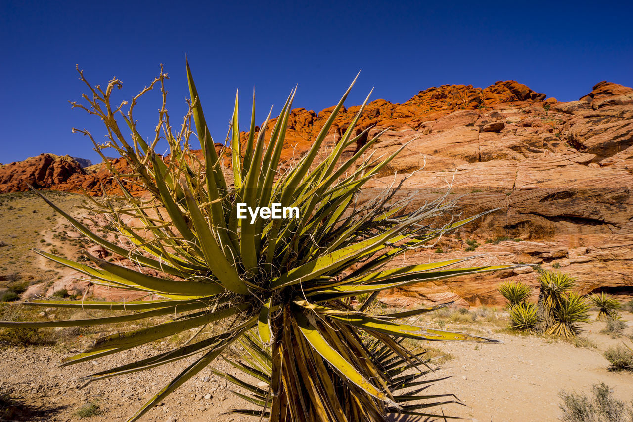 PLANTS GROWING ON FIELD AGAINST CLEAR SKY