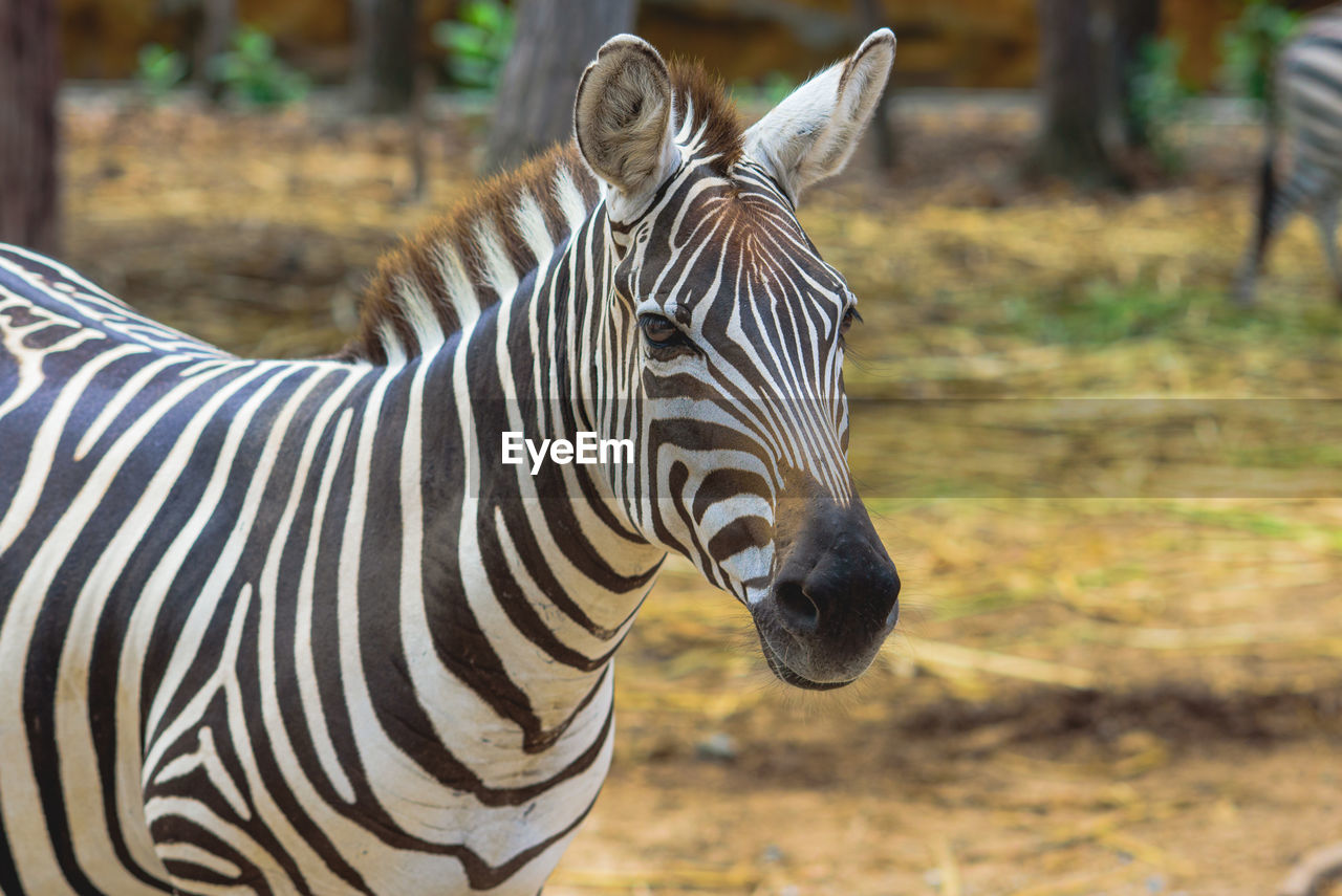 Zebra in the natural zoo.