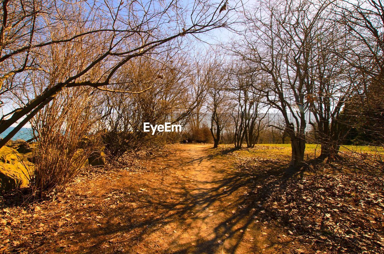 VIEW OF TREES AGAINST SKY