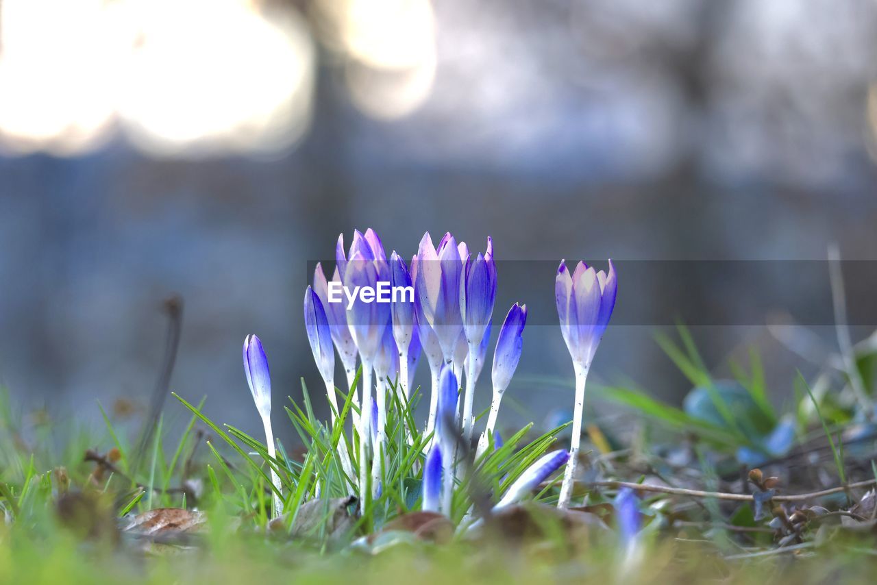 plant, flower, flowering plant, nature, beauty in nature, freshness, purple, grass, growth, close-up, macro photography, selective focus, springtime, fragility, crocus, no people, blue, sunlight, wildflower, blossom, petal, flower head, leaf, outdoors, environment, land, inflorescence, green, field, iris, tranquility, water, meadow, landscape, botany, focus on foreground, summer, day, social issues