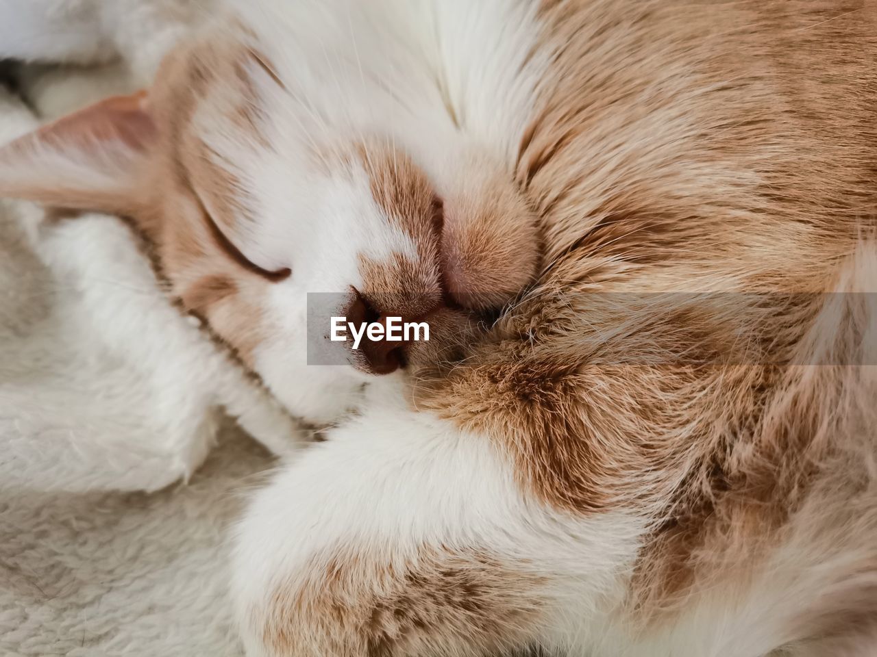 CLOSE-UP OF CAT SLEEPING