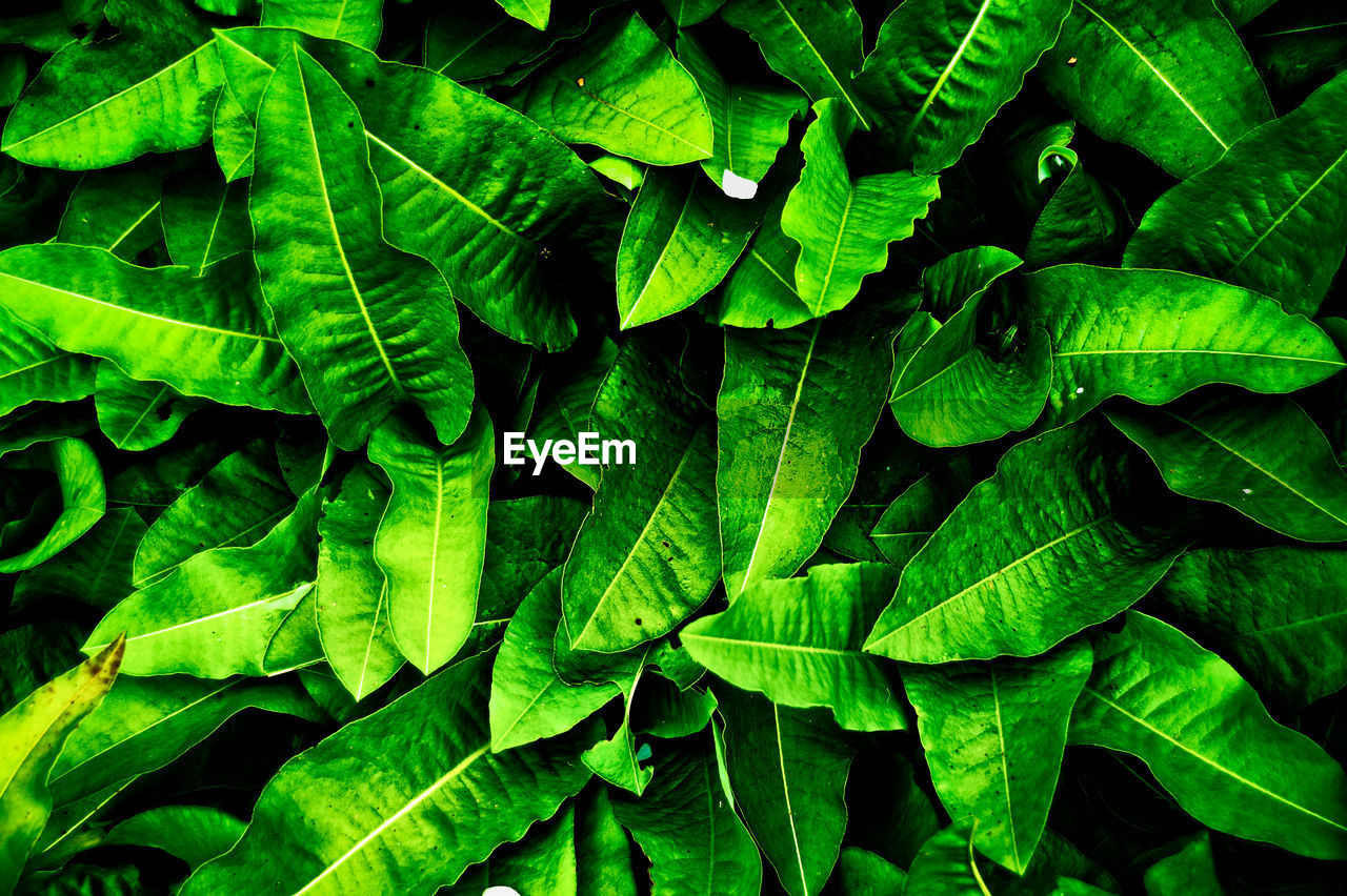 CLOSE-UP OF GREEN LEAVES