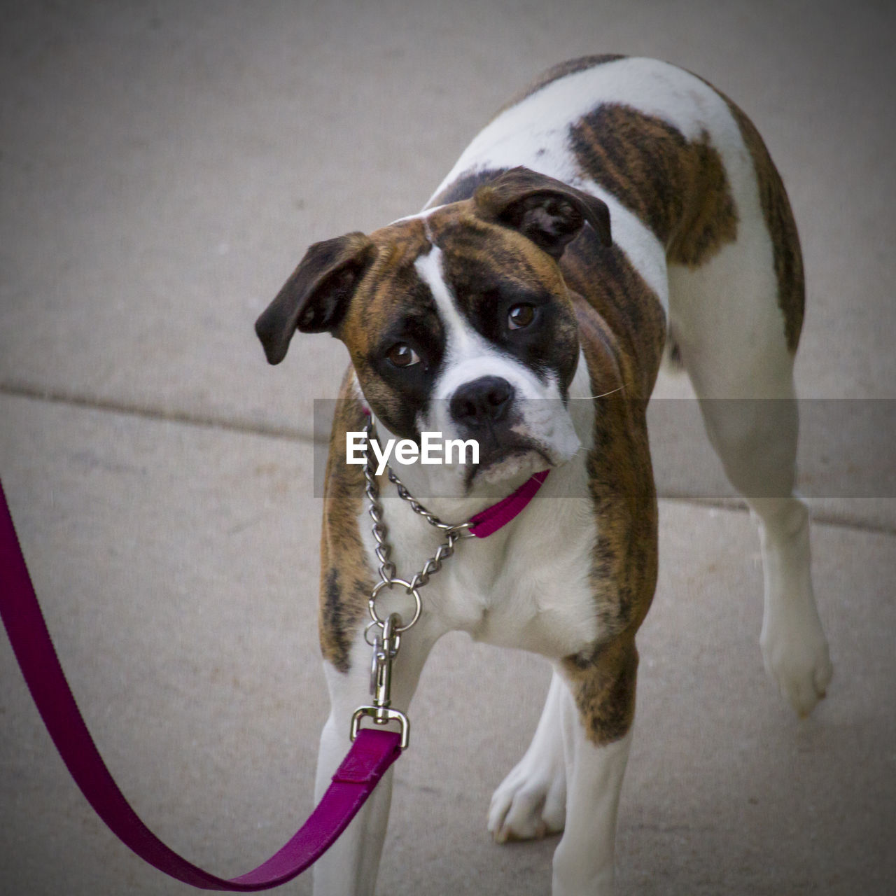 HIGH ANGLE VIEW PORTRAIT OF DOG AT CAMERA