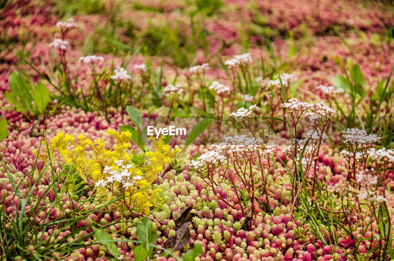 plant, flower, flowering plant, beauty in nature, freshness, nature, growth, wildflower, no people, pink, land, blossom, field, day, fragility, environment, landscape, tranquility, shrub, multi colored, green, outdoors, meadow, close-up, grass, focus on foreground, flowerbed, springtime, garden, ornamental garden, selective focus, lawn, botany, sunlight, purple, summer, scenics - nature, non-urban scene