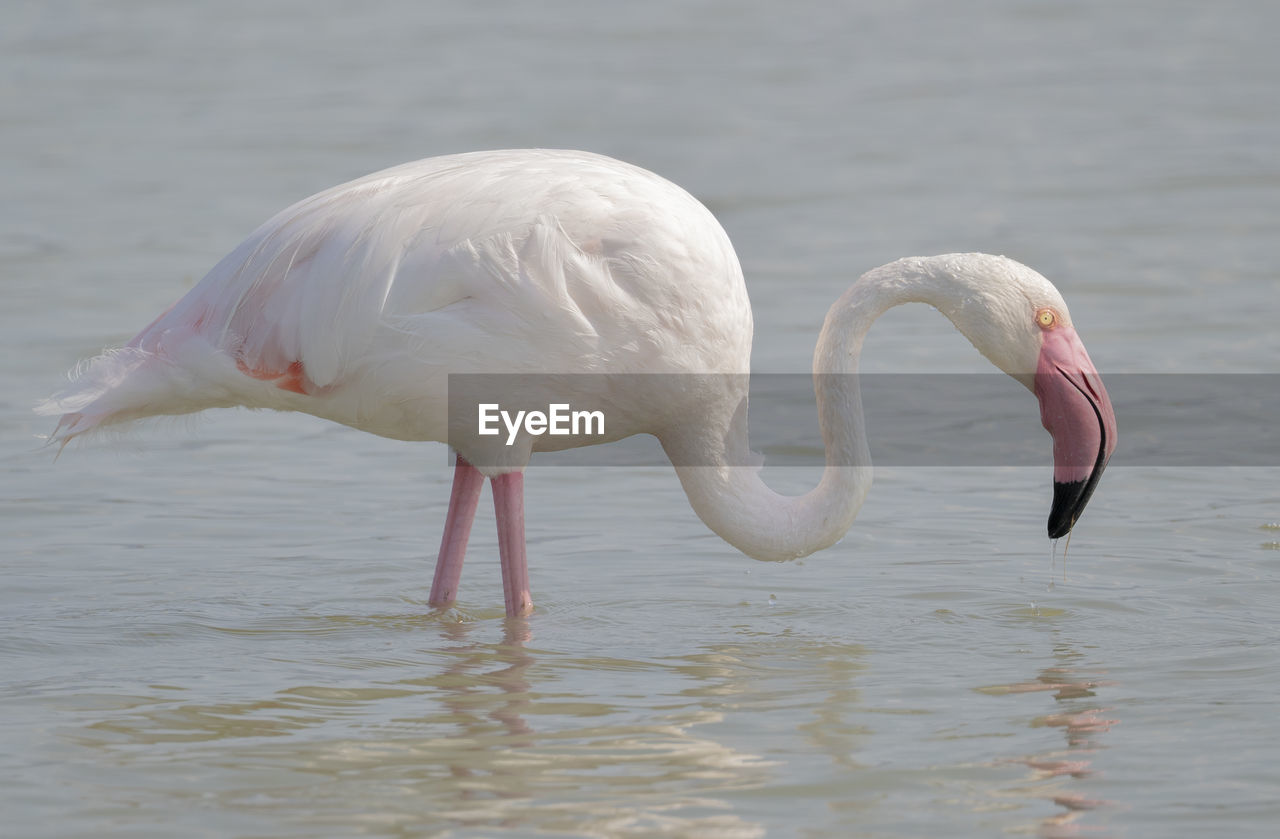 SWAN IN LAKE