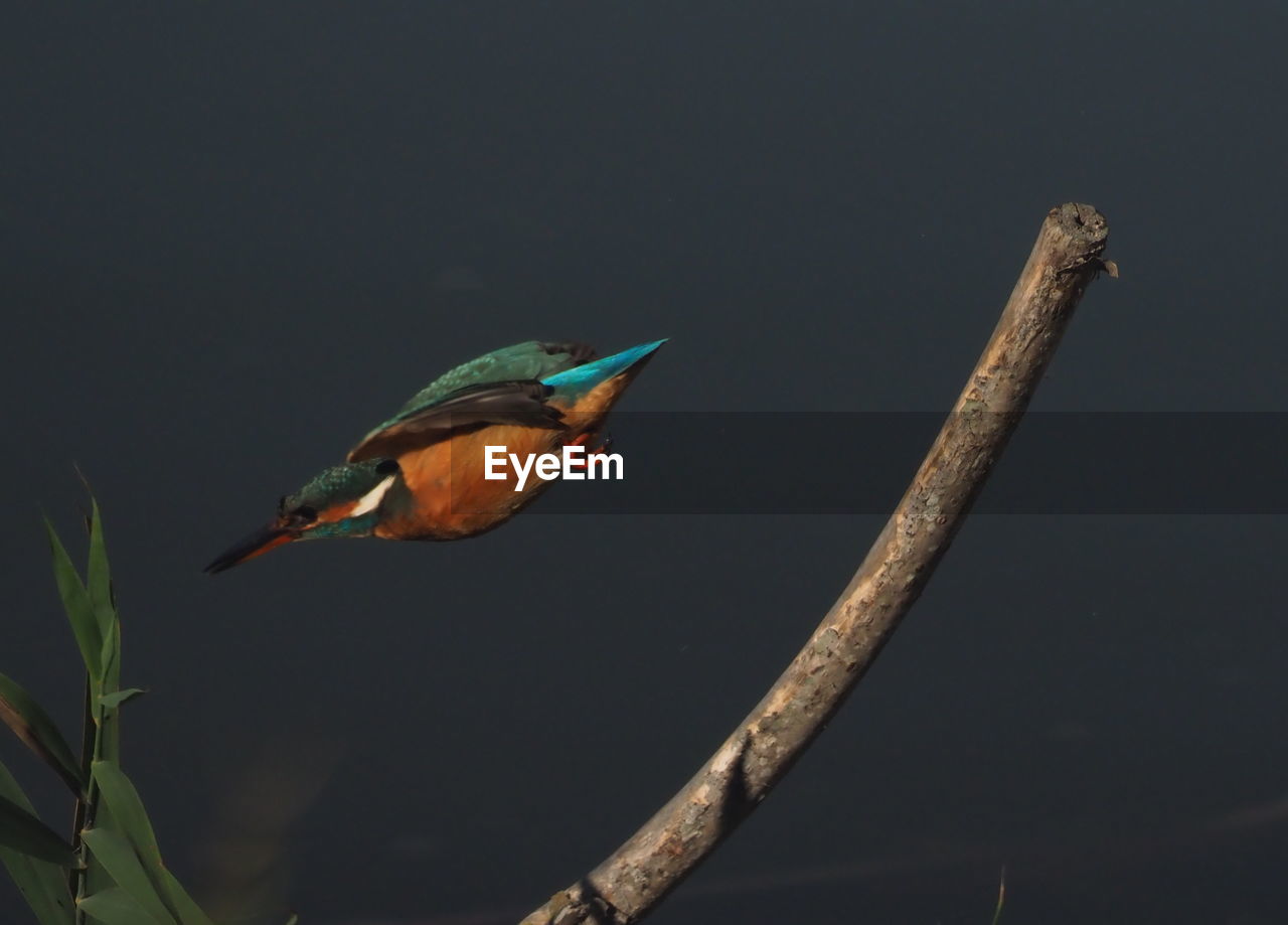 BIRD PERCHING ON A TREE