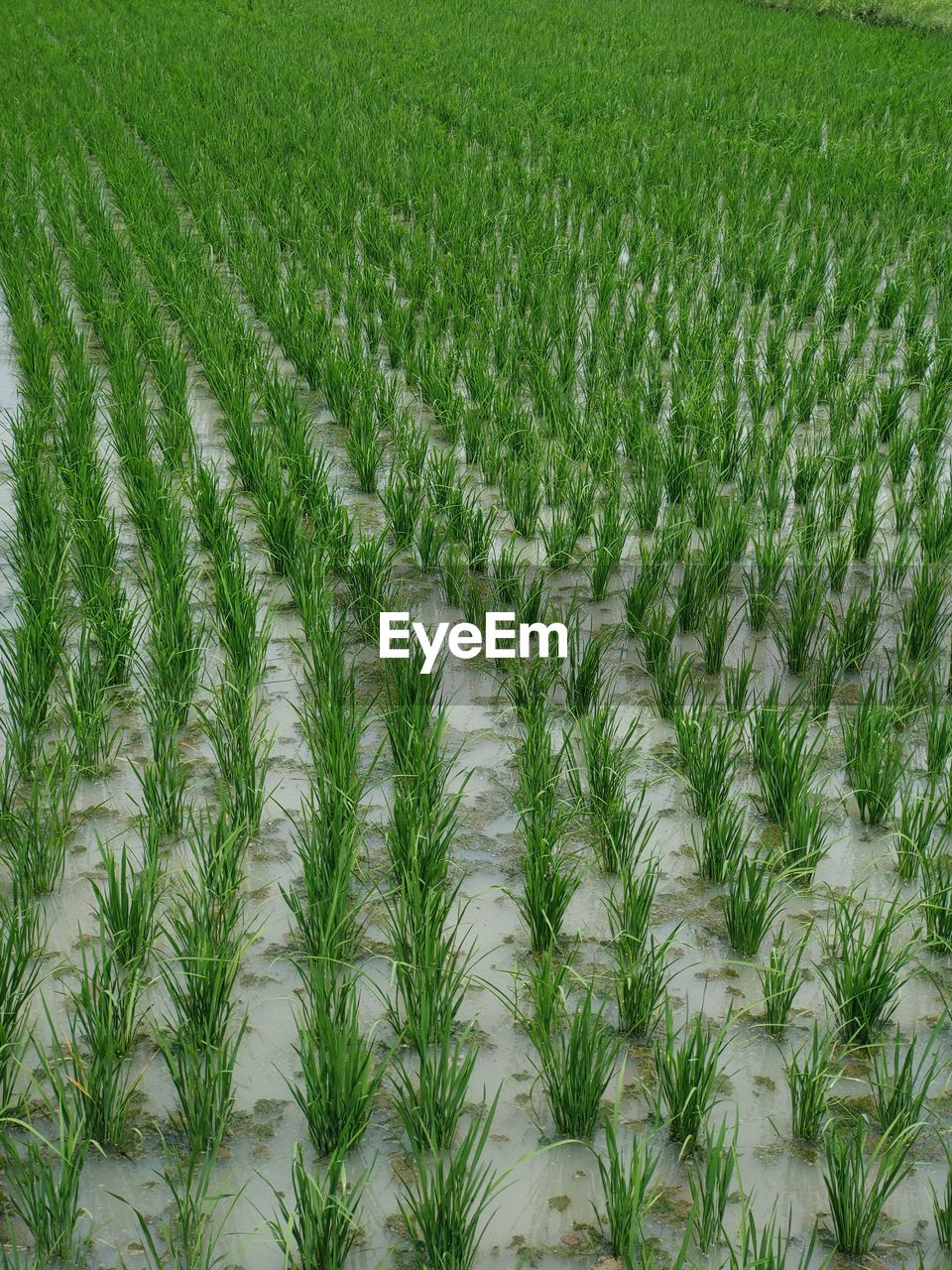 Full frame rice plant