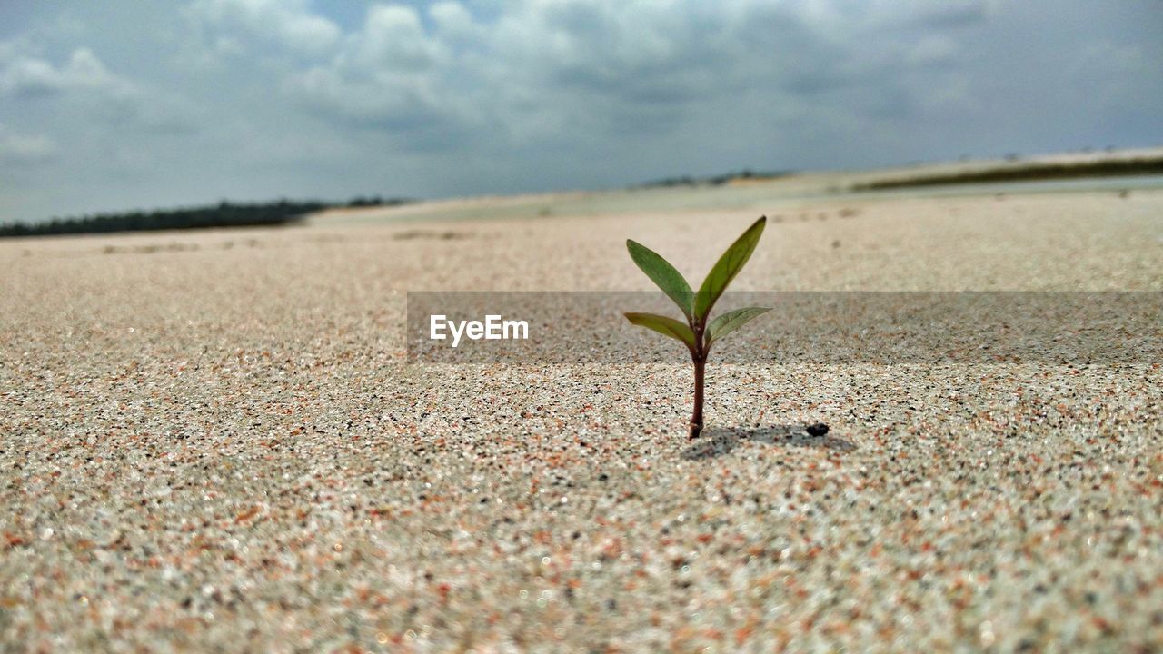 Close-up of plant on sand