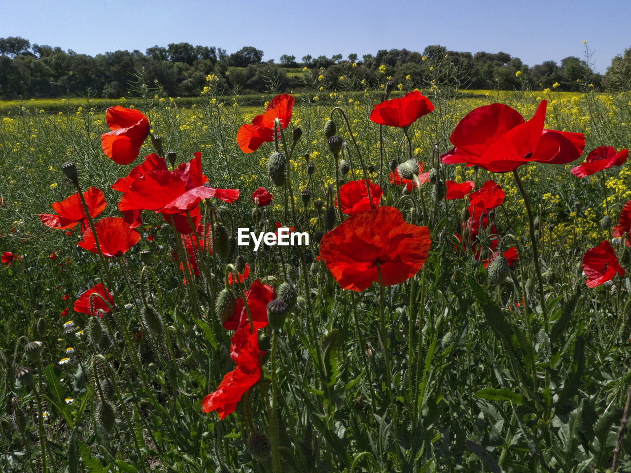 Red poppy flowers blooming on field