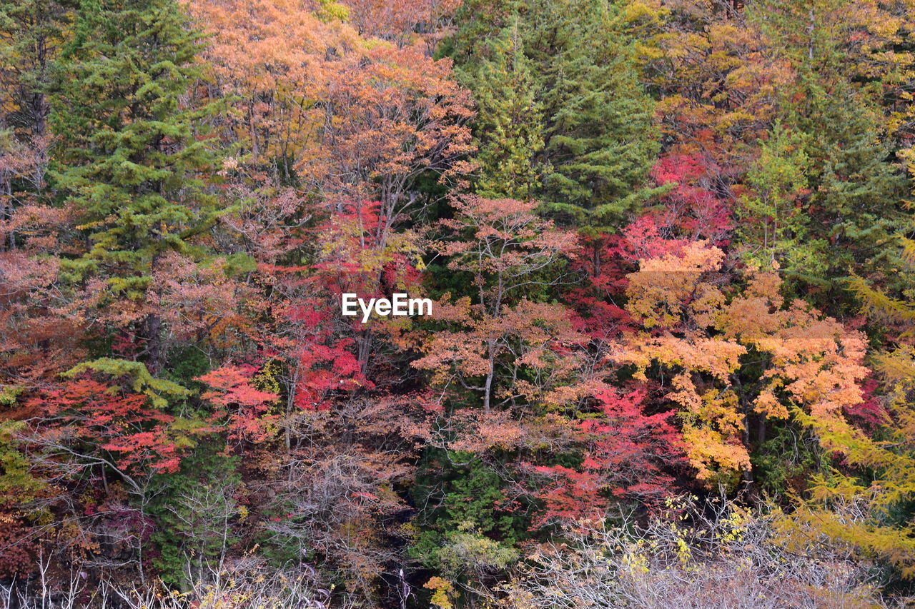 HIGH ANGLE VIEW OF AUTUMNAL TREES IN FOREST DURING AUTUMN
