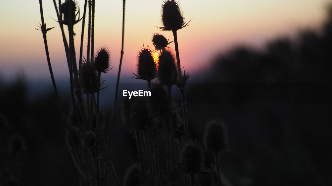 CLOSE-UP OF SILHOUETTE PLANTS AGAINST SKY DURING SUNSET