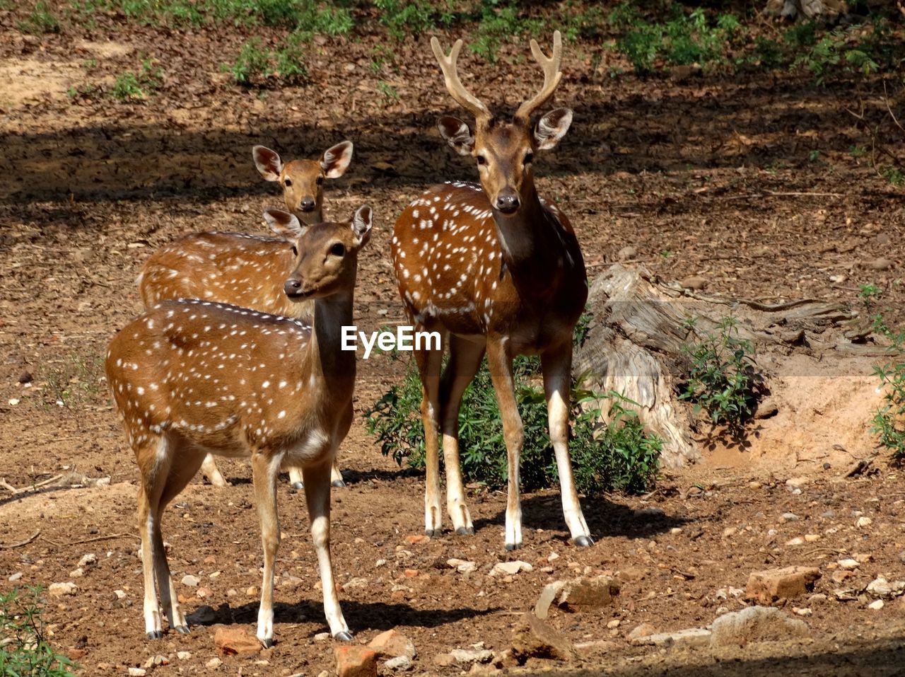 Spotted deer, ballavpur deer park, colour, west bengal, india