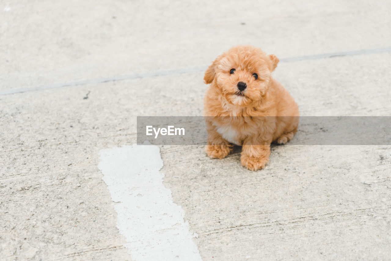 High angle view of a dog puppy poodle
