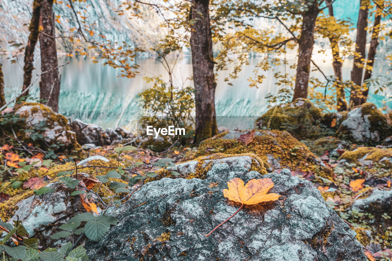 Autumn leaves on tree trunk in forest