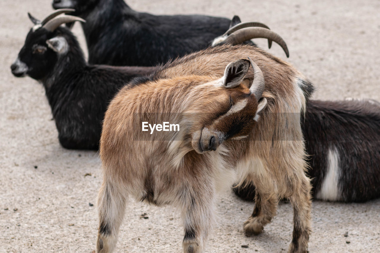 View of goats on land