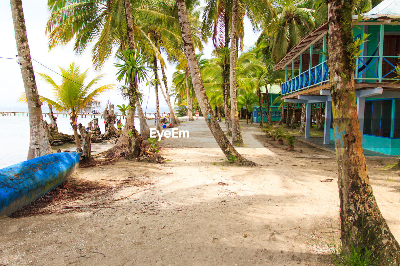 PALM TREES ON FOOTPATH