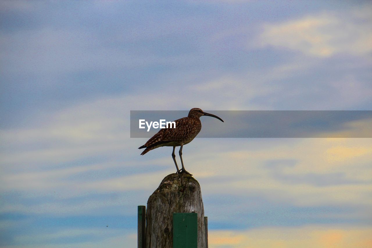 Bird perching on wooden post against cloudy sky during sunset