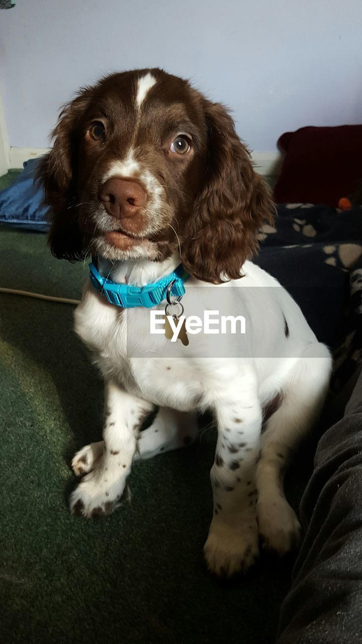 PORTRAIT OF PUPPY SITTING ON GROUND