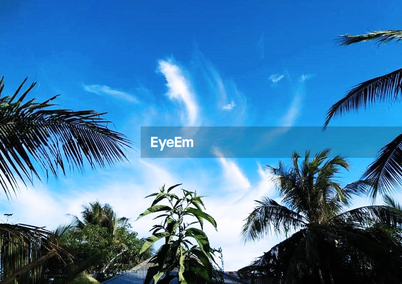 LOW ANGLE VIEW OF COCONUT PALM TREES AGAINST SKY