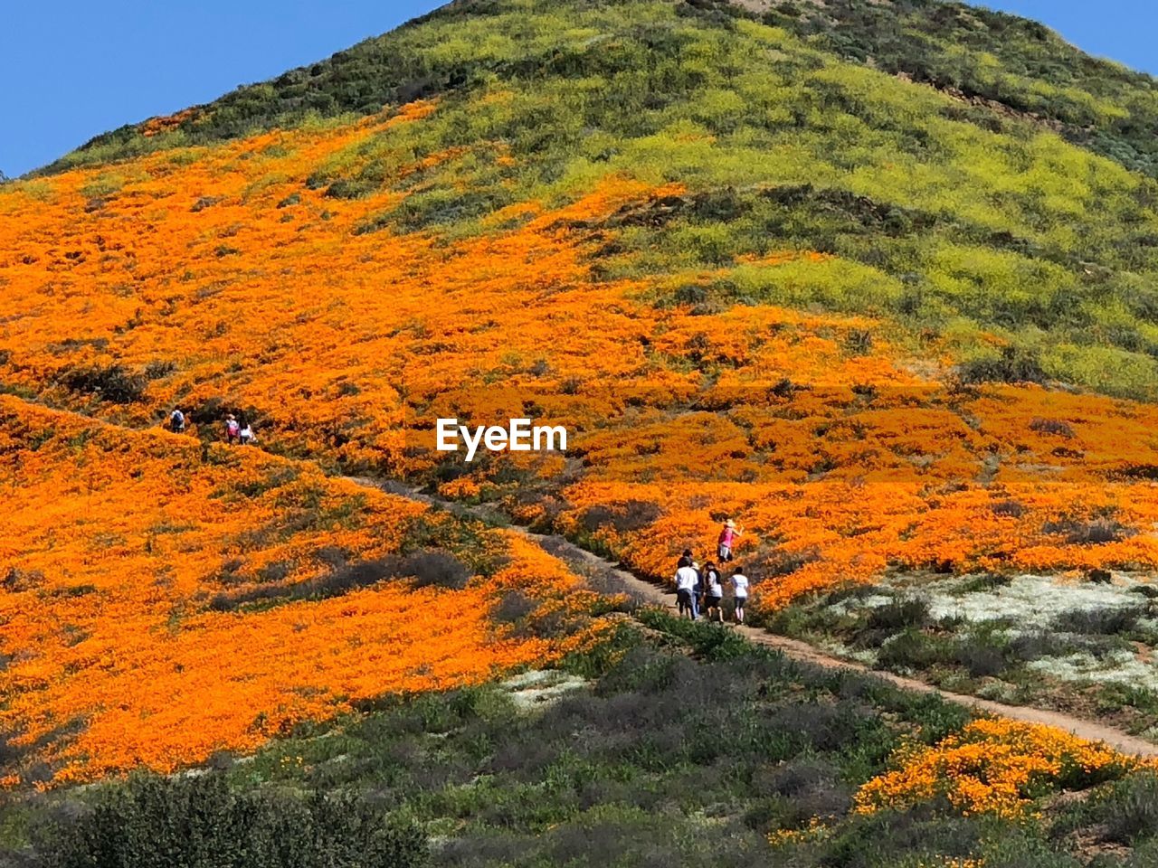 Poppies and wild flowers in bloom in southern california 