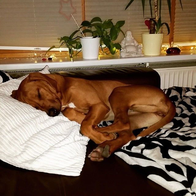 DOG SLEEPING ON SOFA