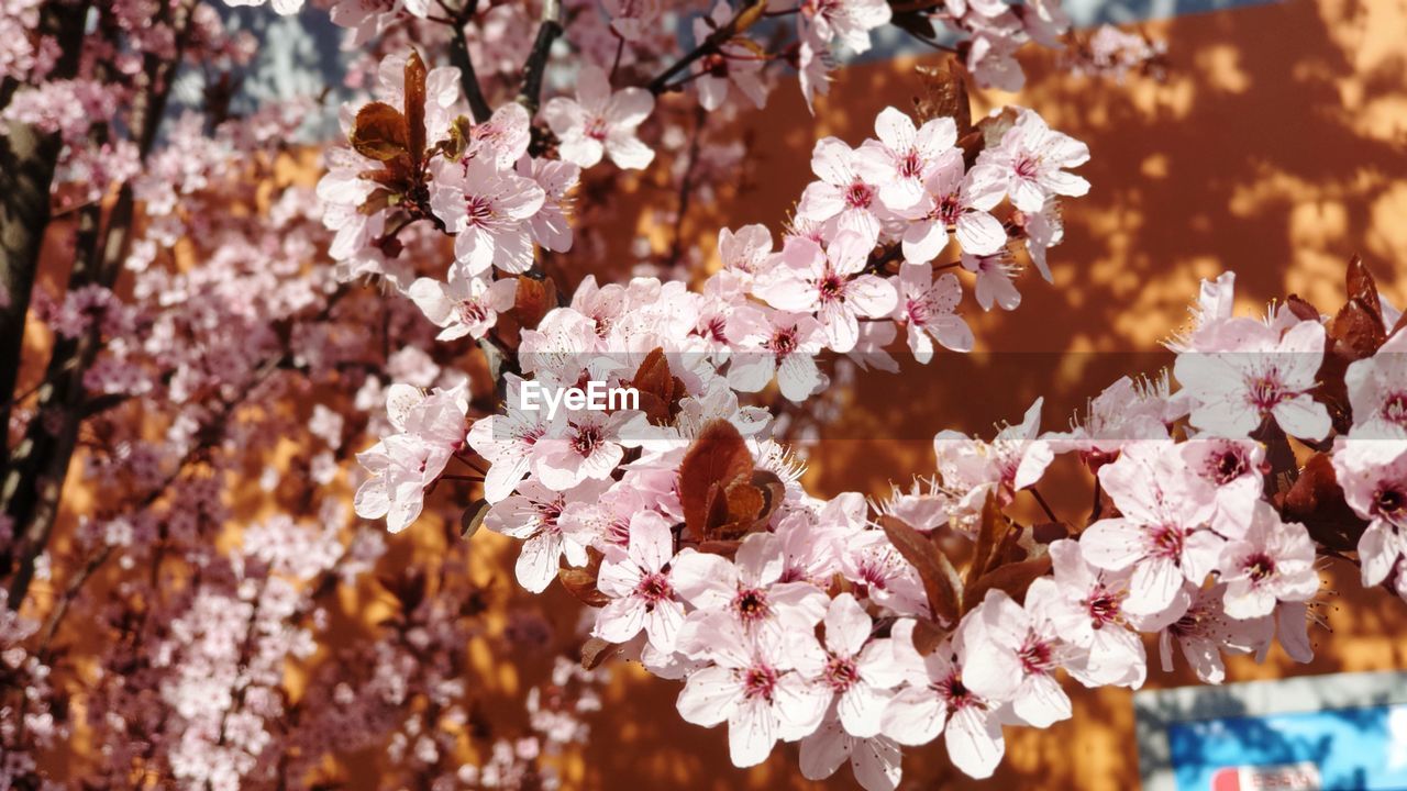 Pink cherry blossoms in spring