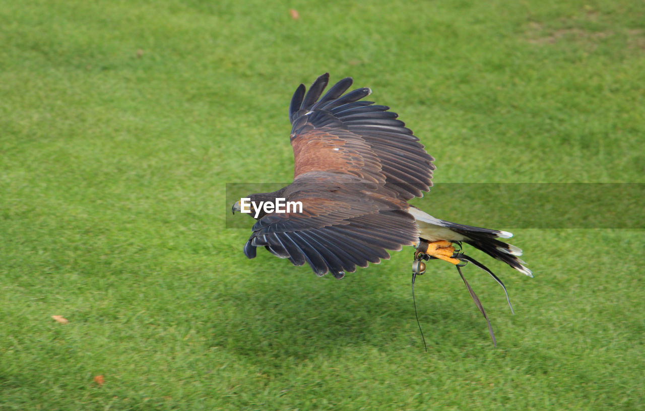 Harris hawk in flight over grass
