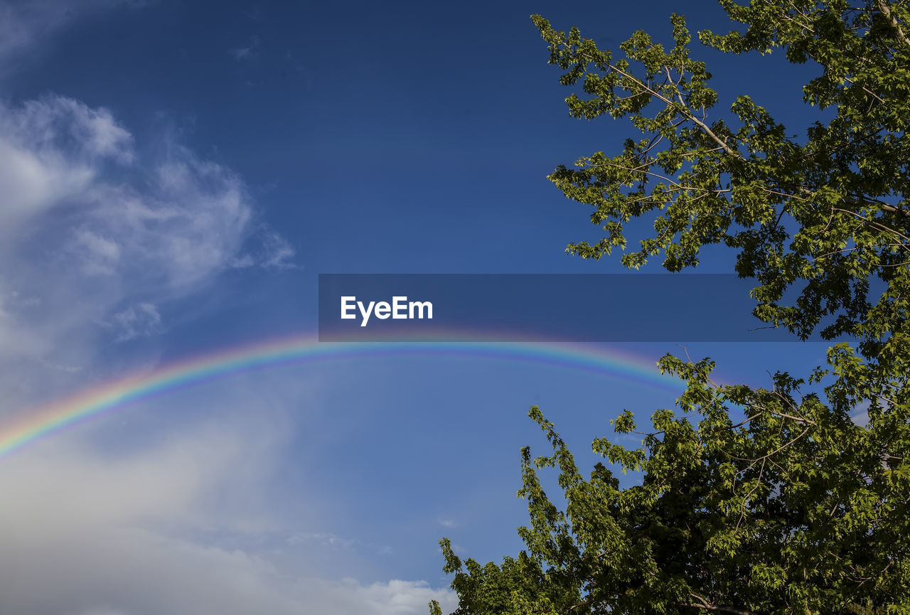 LOW ANGLE VIEW OF TREES AGAINST SKY