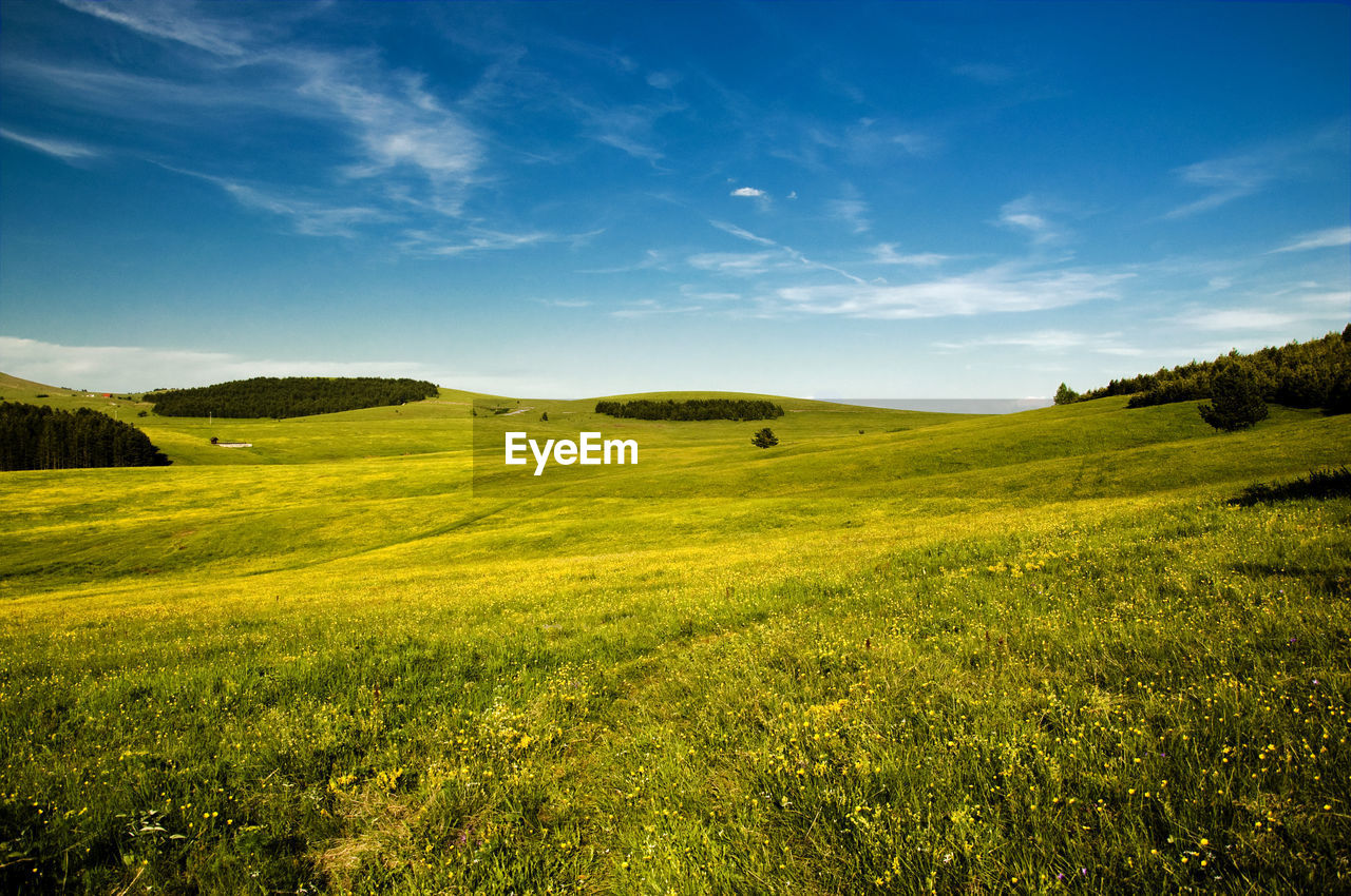 Scenic view of agricultural field against sky