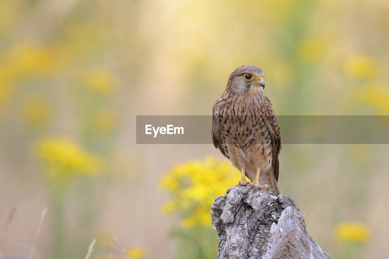 A common kestrel 