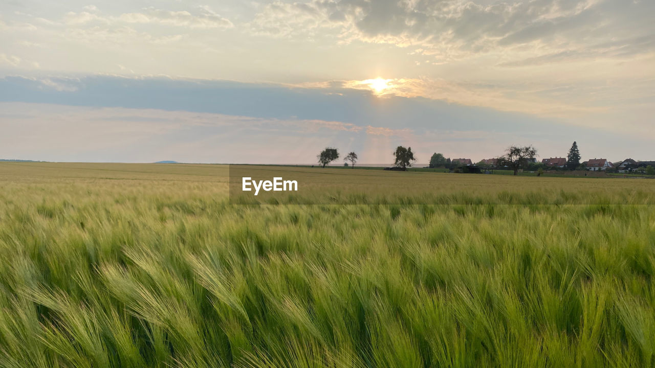 landscape, environment, field, sky, plant, land, agriculture, plain, rural scene, horizon, nature, cereal plant, cloud, grassland, beauty in nature, crop, grass, scenics - nature, prairie, sunset, barley, growth, natural environment, tranquility, food, sunlight, summer, paddy field, farm, wheat, no people, steppe, outdoors, rural area, meadow, sun, green, tranquil scene, horizon over land, idyllic, non-urban scene, environmental conservation, tree, urban skyline, dusk, food and drink, pasture, social issues, travel, gold, sunbeam, day, twilight, cloudscape, dramatic sky, blue