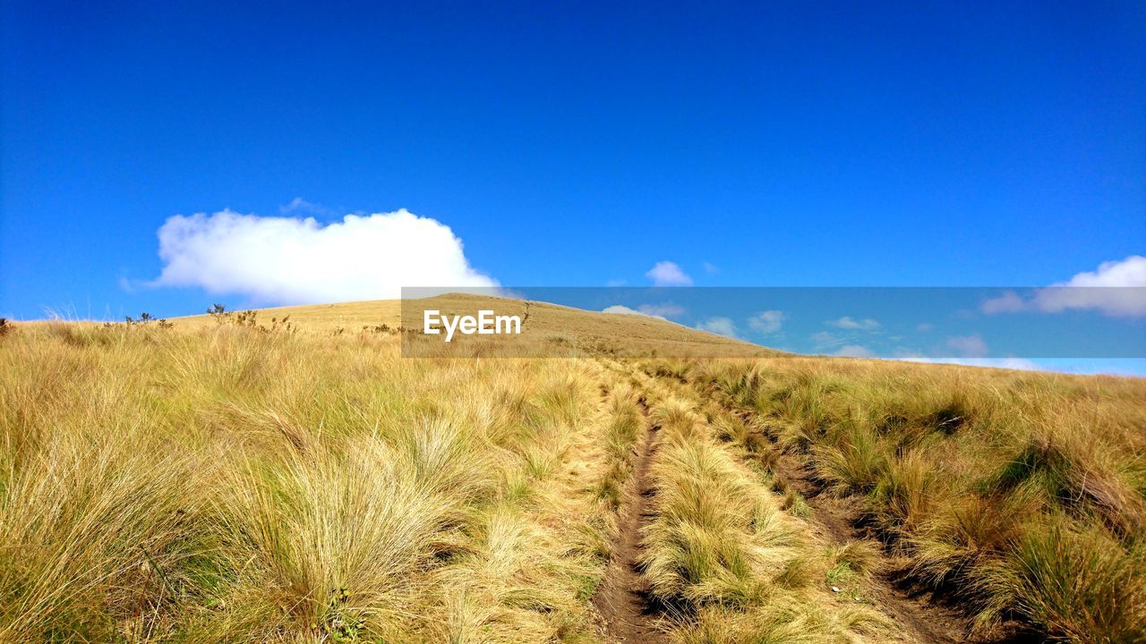 Scenic view of field against blue sky