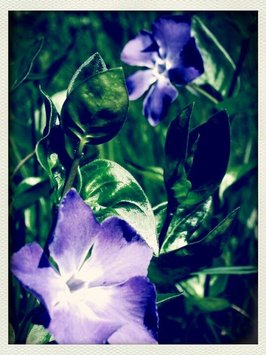 CLOSE-UP OF PURPLE FLOWERS BLOOMING