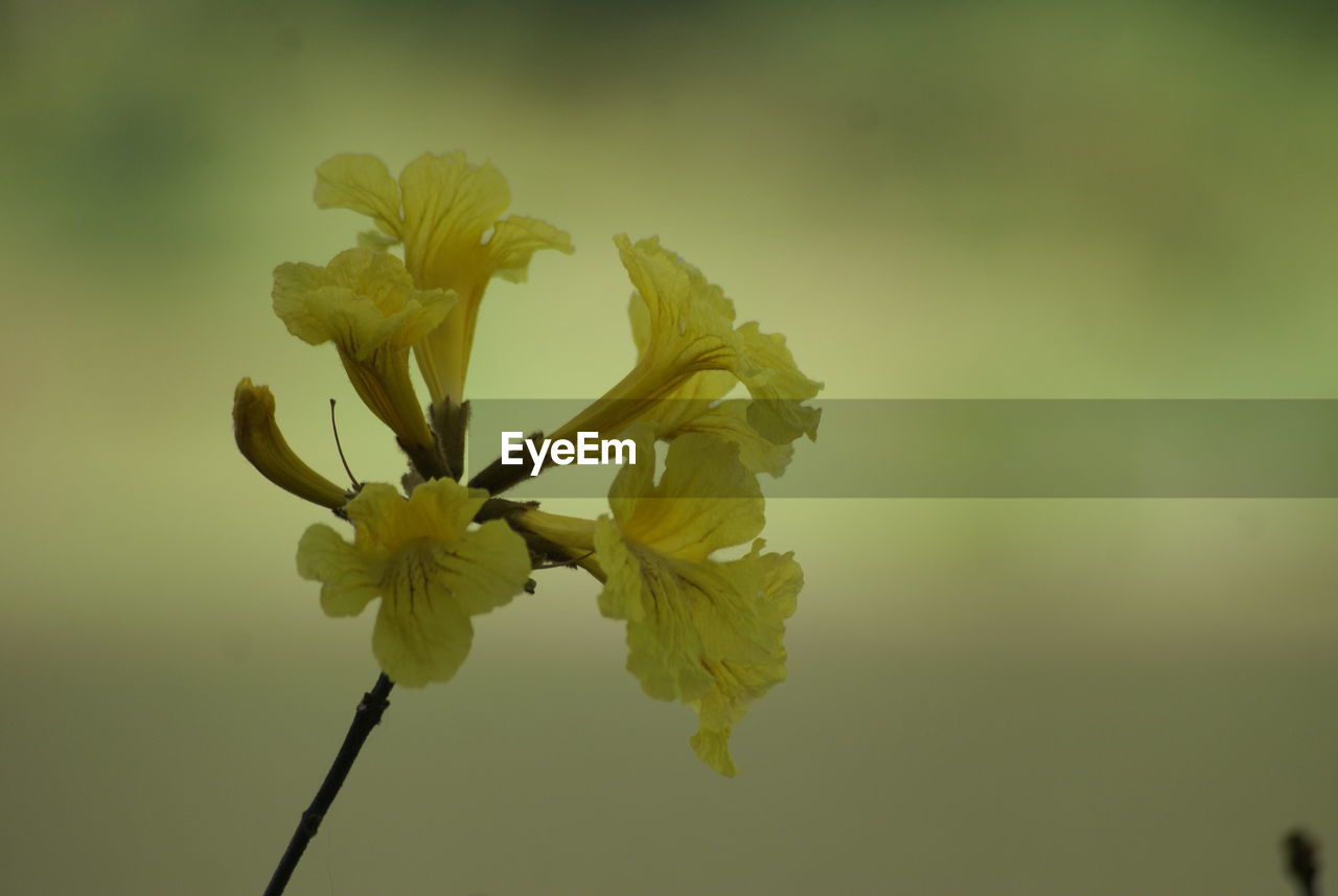 CLOSE-UP OF YELLOW FLOWERS BLOOMING