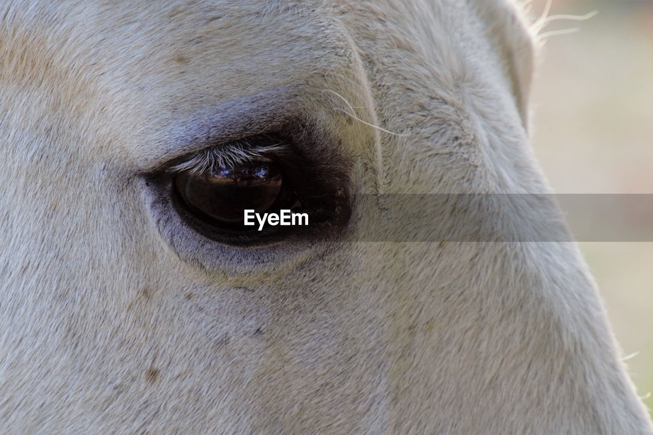 CLOSE-UP OF A HORSE