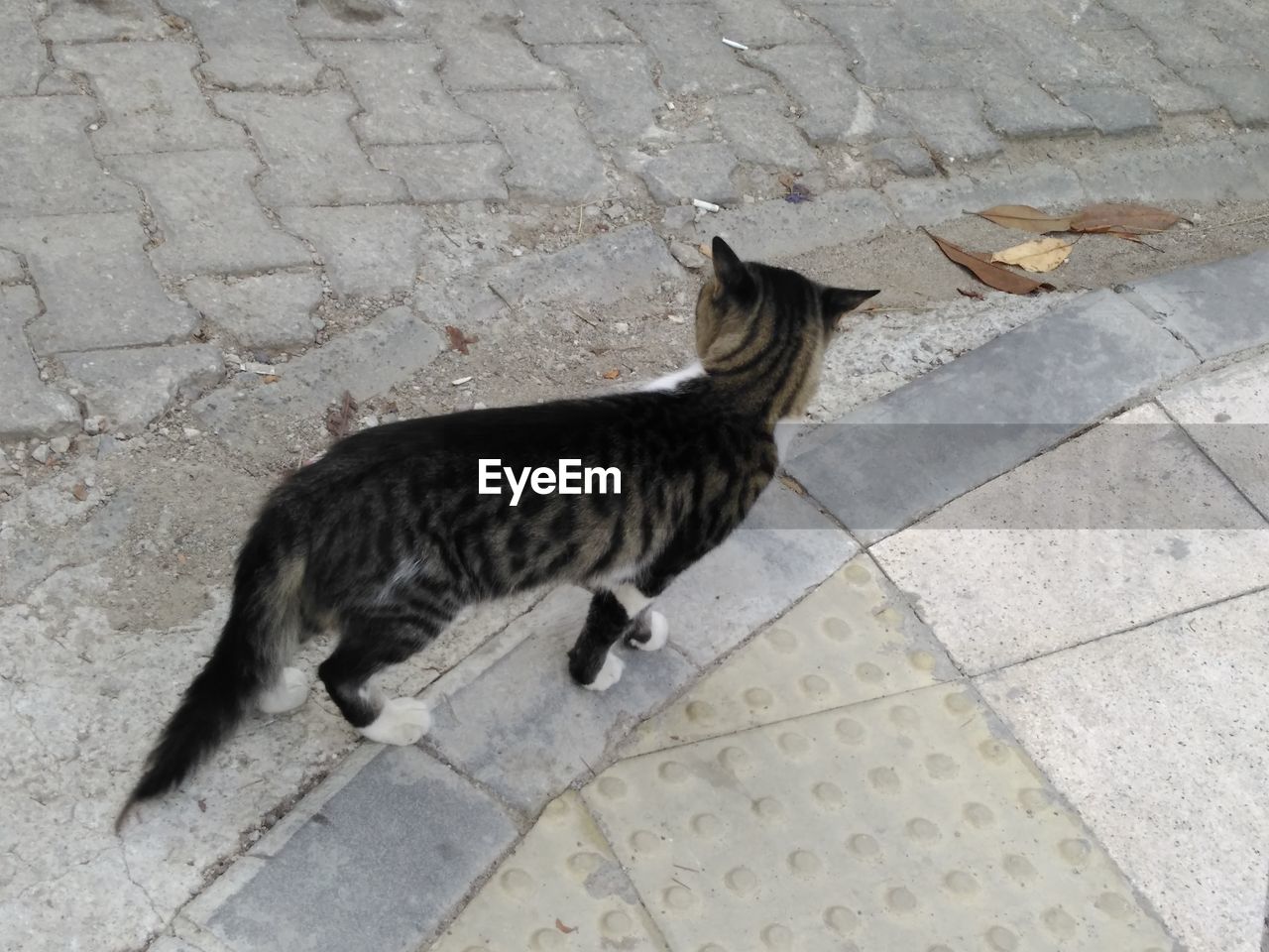 High angle view of cat on footpath