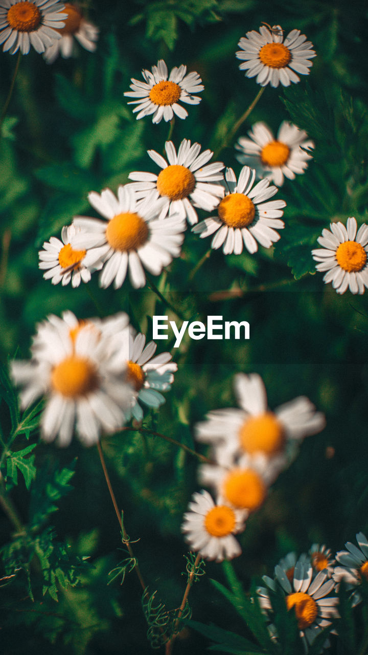 High angle view of white daisy flowers