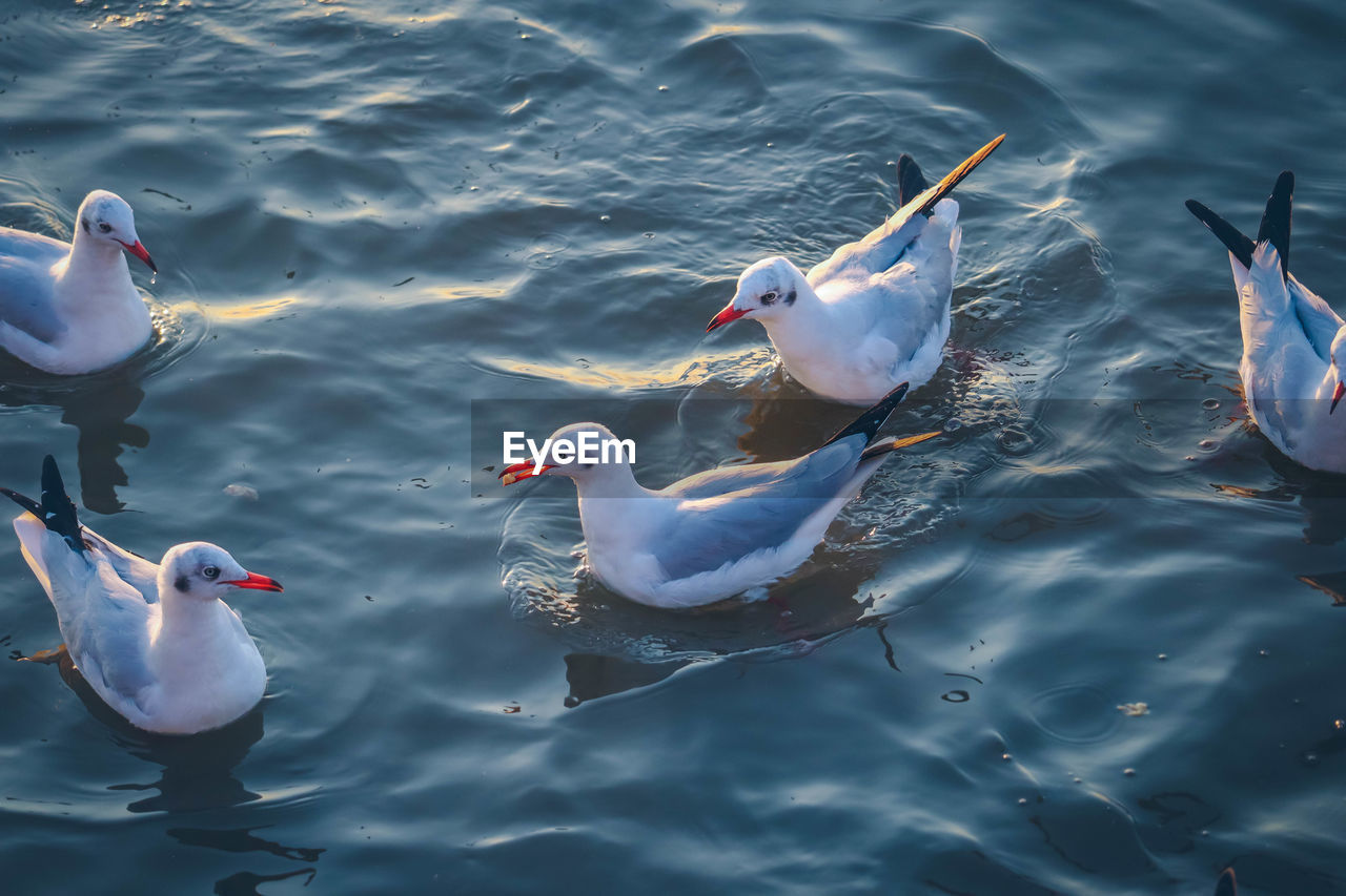 HIGH ANGLE VIEW OF SEAGULLS SWIMMING ON LAKE