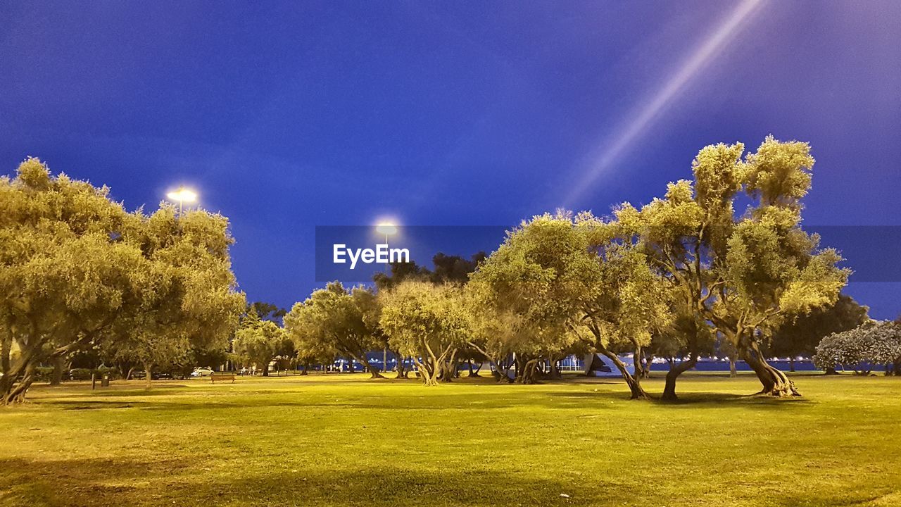 TREES AGAINST ILLUMINATED BLUE SKY