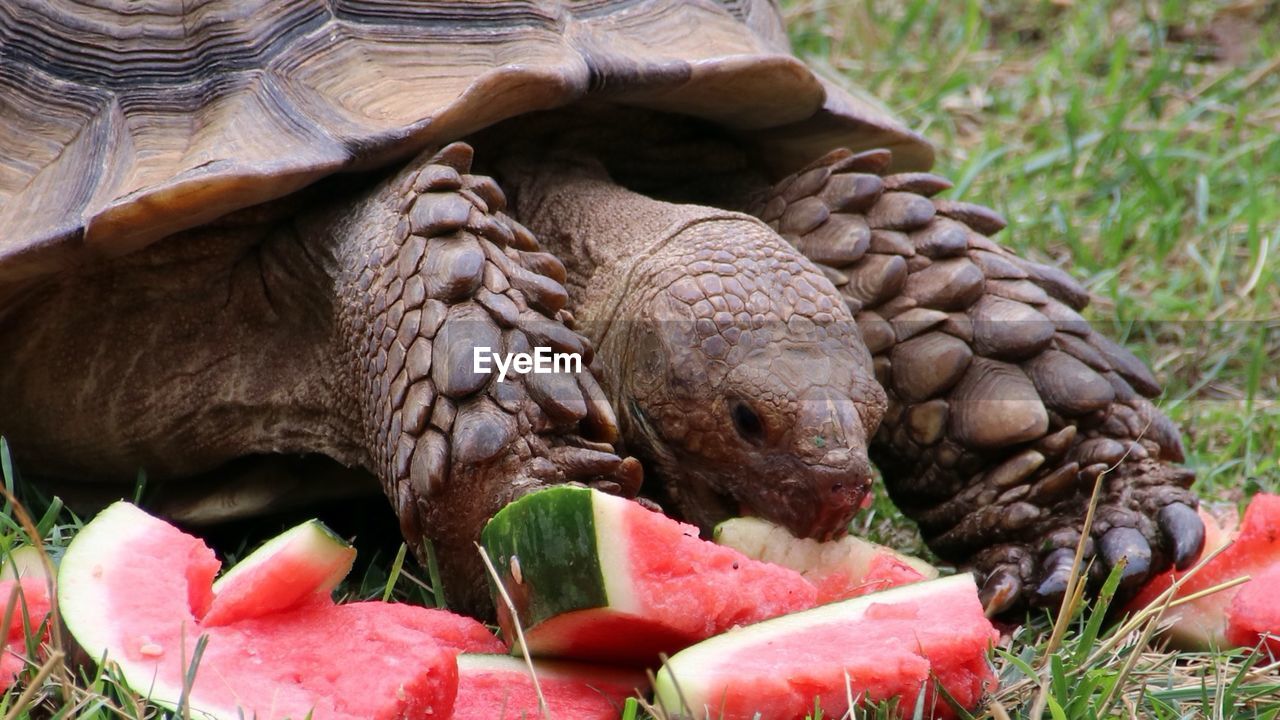tortoise, turtle, animal themes, animal, animal wildlife, reptile, wildlife, plant, grass, nature, eating, food, animal shell, watermelon, shell, food and drink, no people, one animal, close-up, fruit, animal body part, tortoise shell, outdoors