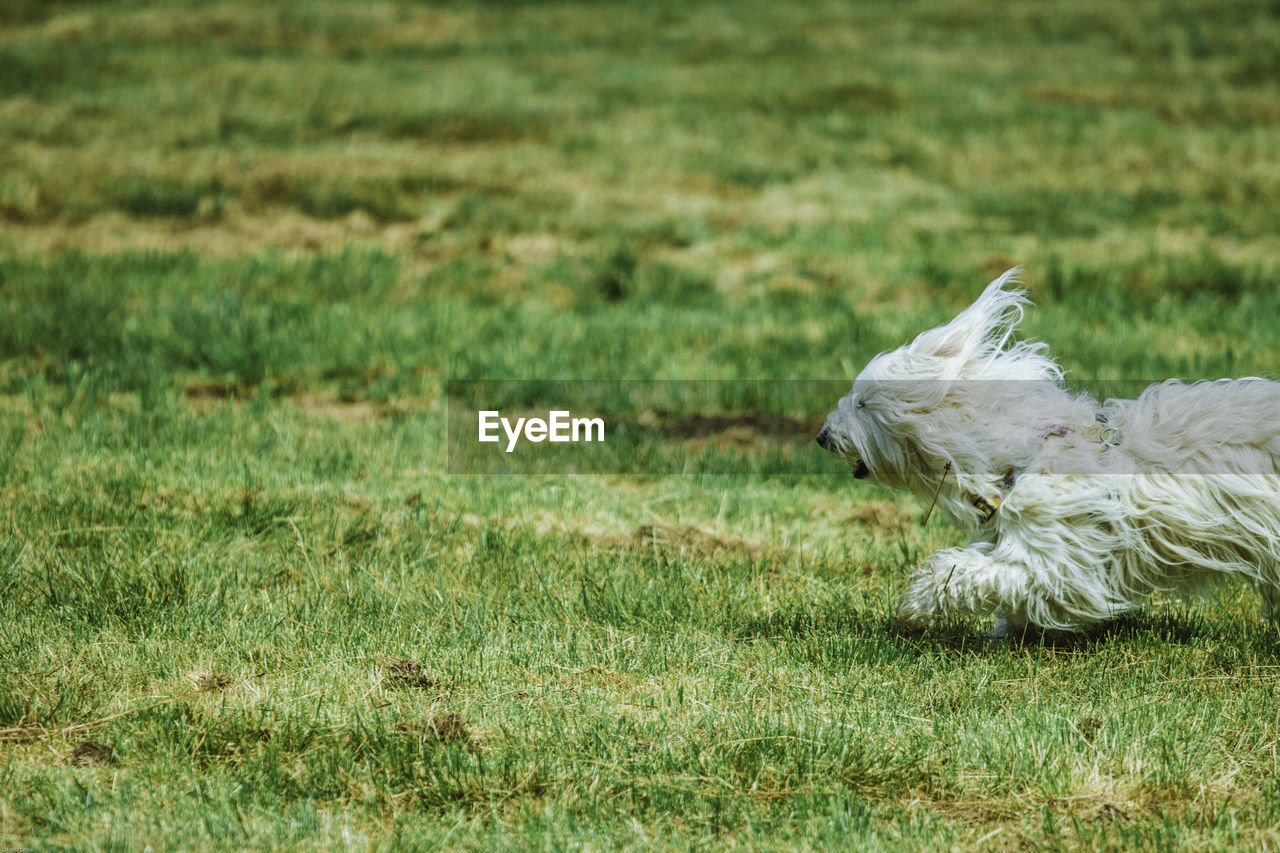 White dog running on grass