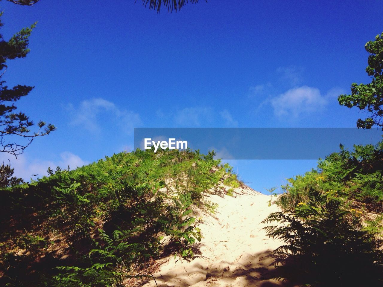 TREES GROWING AGAINST BLUE SKY