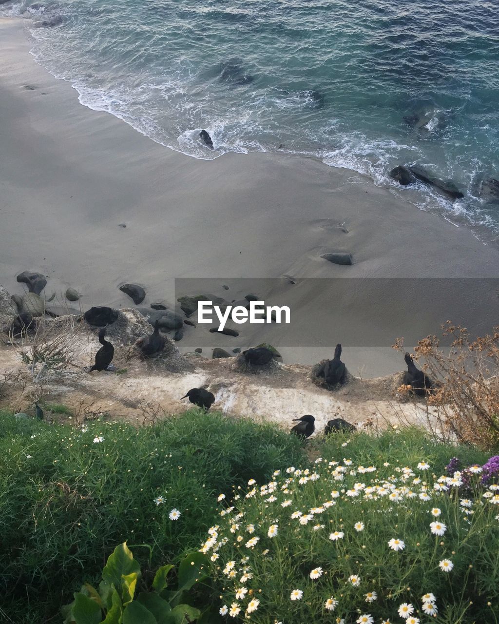 HIGH ANGLE VIEW OF FLOCK OF BIRDS ON BEACH