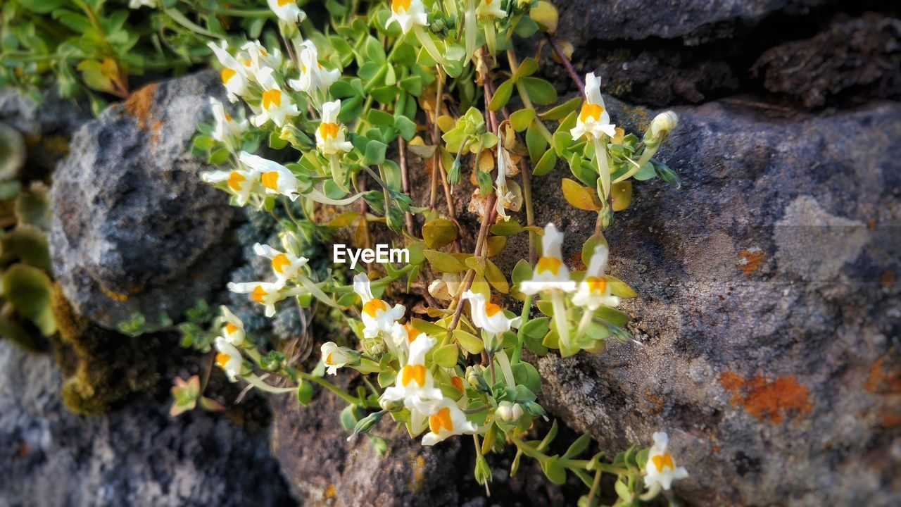 CLOSE-UP OF FLOWERS GROWING IN PLANT