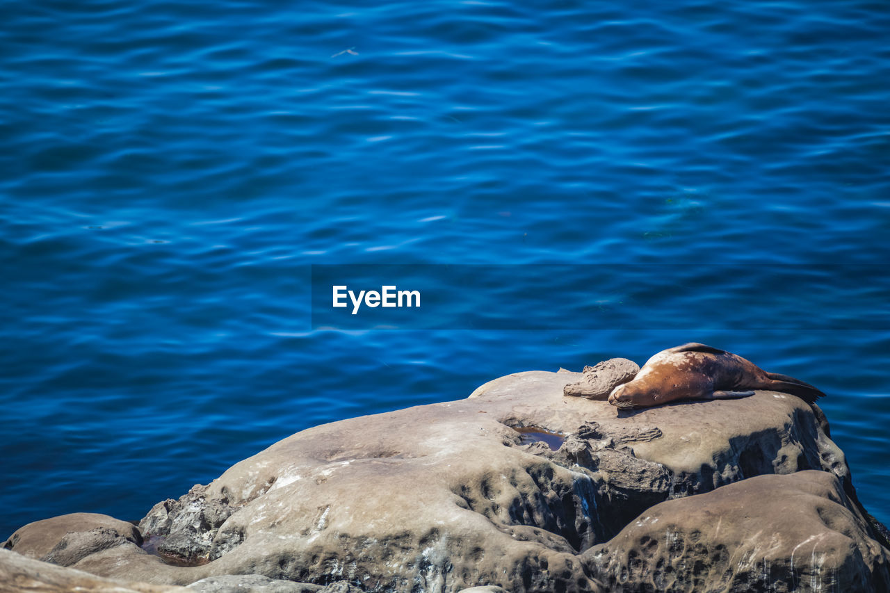 Sea lion basking in sun on rocky coastline overlooking pacific ocean at la jolla in san diego, ca