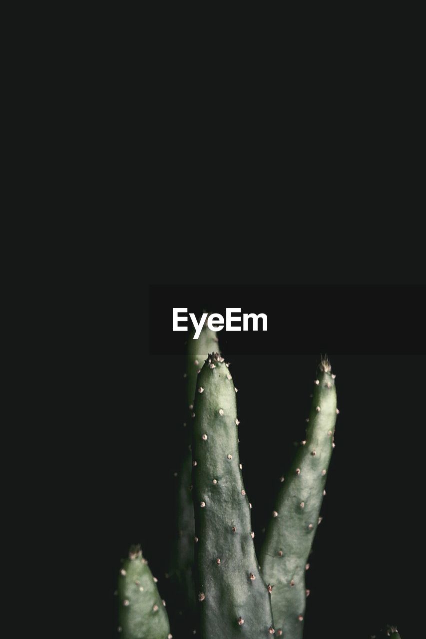 Close-up of cactus against black background