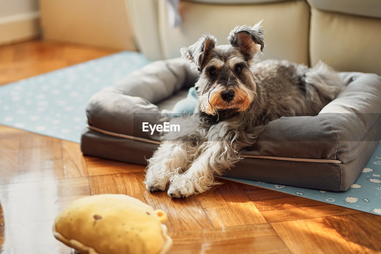 PORTRAIT OF DOG RELAXING ON SOFA