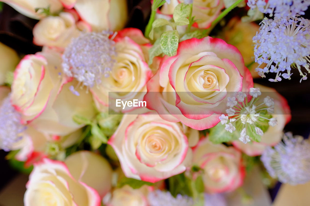 CLOSE-UP OF BOUQUET OF PINK ROSES