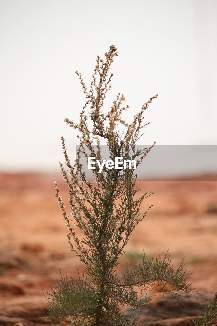 CLOSE-UP OF PLANT AGAINST CLEAR SKY AT SUNSET